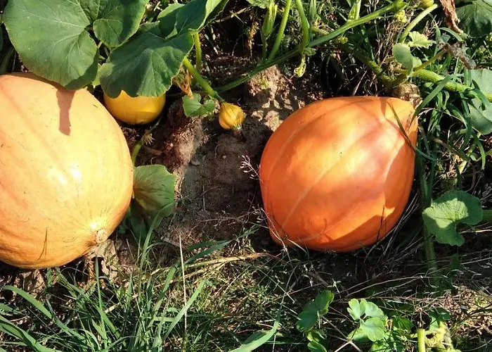 مزرعة للإقامة 